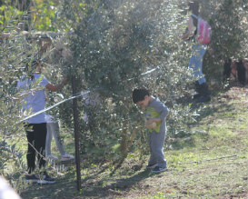 מסיק זיתים לילדים, אירוע לזכרו של תם פרקש, פעילויות לילדים בסופשבוע, אטרקציות לילדים
